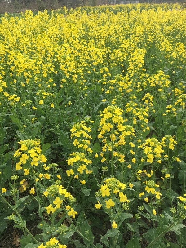 RFidLocks's tweet image. Flowers