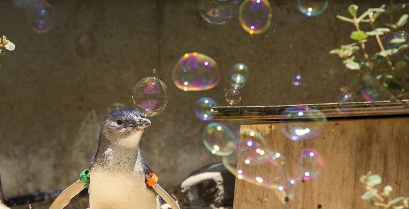 ANZ_bluenotes's tweet photo. Bubbles, not balloons for a better future https://t.co/1C1Sd81Dkt @ZoosVictoria #BubblesNotBalloons https://t.co/EFDyKpkBjr