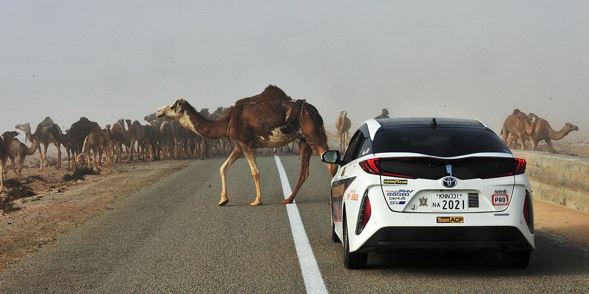 ToyotaMotorCorp's tweet image. Driving in the desert is no easy task. #TeamACP continues through Western Sahara &amp;amp; Mauritania, stymied by deep sands, heavy winds, and even care-free camels! Insert your “Why did the camel cross the road?” punchline in the comment box! fal.cn/45gV #PriusPHV