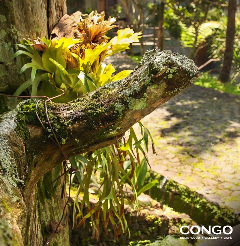 Just a slight glimpse of the flora that flourishes around the grounds of Congo Gallery &amp; Café...