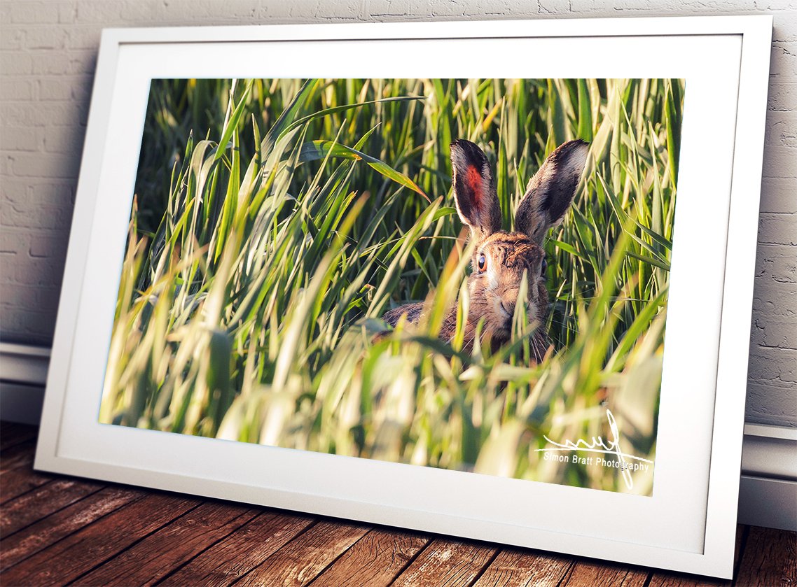 simonbrattphoto's tweet photo. Mad march hares of Norfolk. Check out this photograph that I uploaded to https://t.co/ChfK0Q78Vj! https://t.co/URq9QCnZ6n
https://t.co/KPQFUTABjN
#BuyLocalNorfolk #NorfolkMagazine #SupportNWT #norfolk #eastanglia
#marchhare #hares #wildlifephotography https://t.co/Mrqxp5JW5d