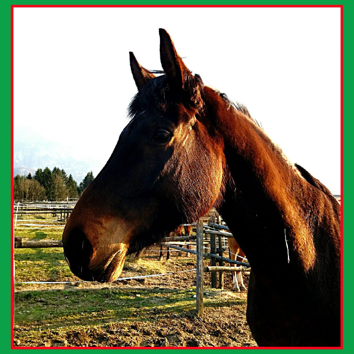 schmidwillibald's tweet photo. WEATHER &amp; HORSE:

PICTURE: STUDIO LIGHTBOX https://t.co/1yrdGIqjwX