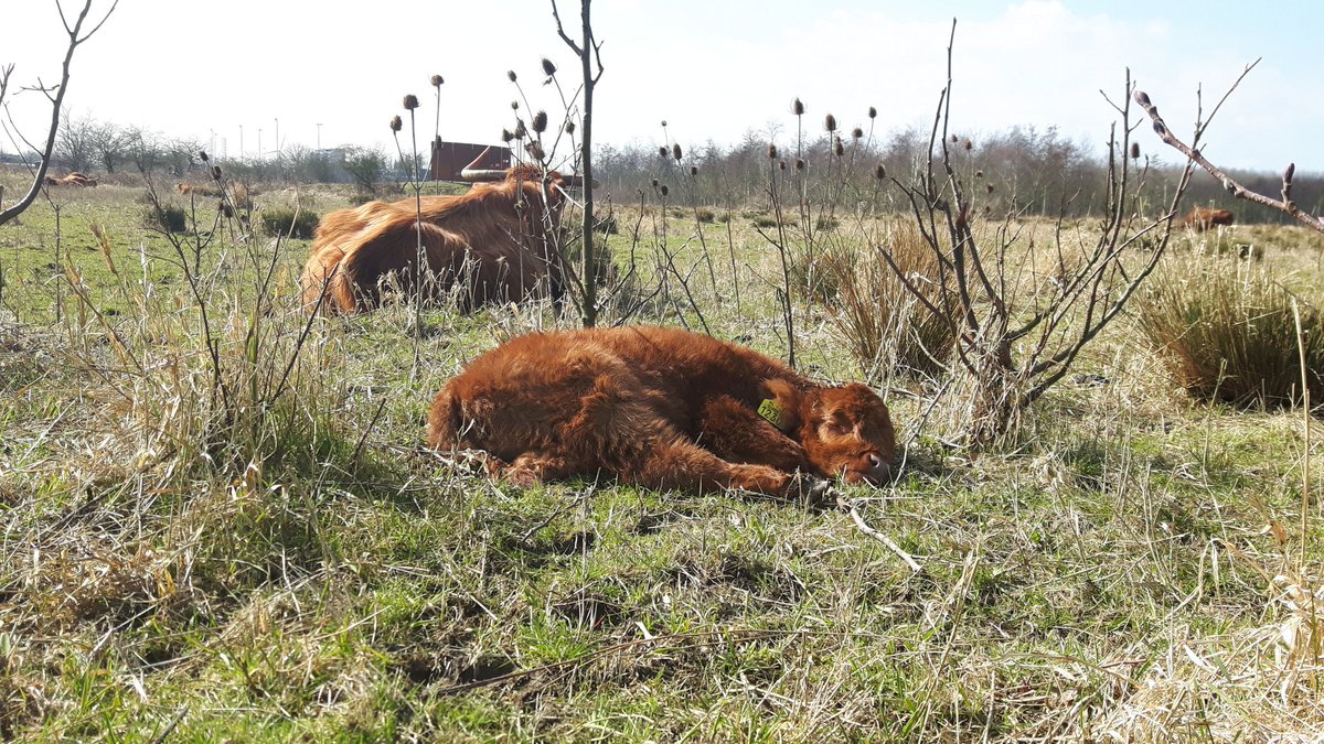 m_willemstein's tweet photo. Heerlijk zo in het zonnetje. @FREE_Nature https://t.co/OMlnyo7Sdh