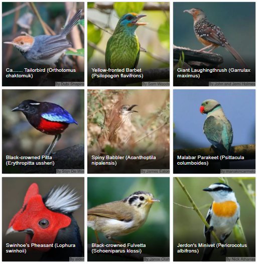 Int. Bird Collection tweet media