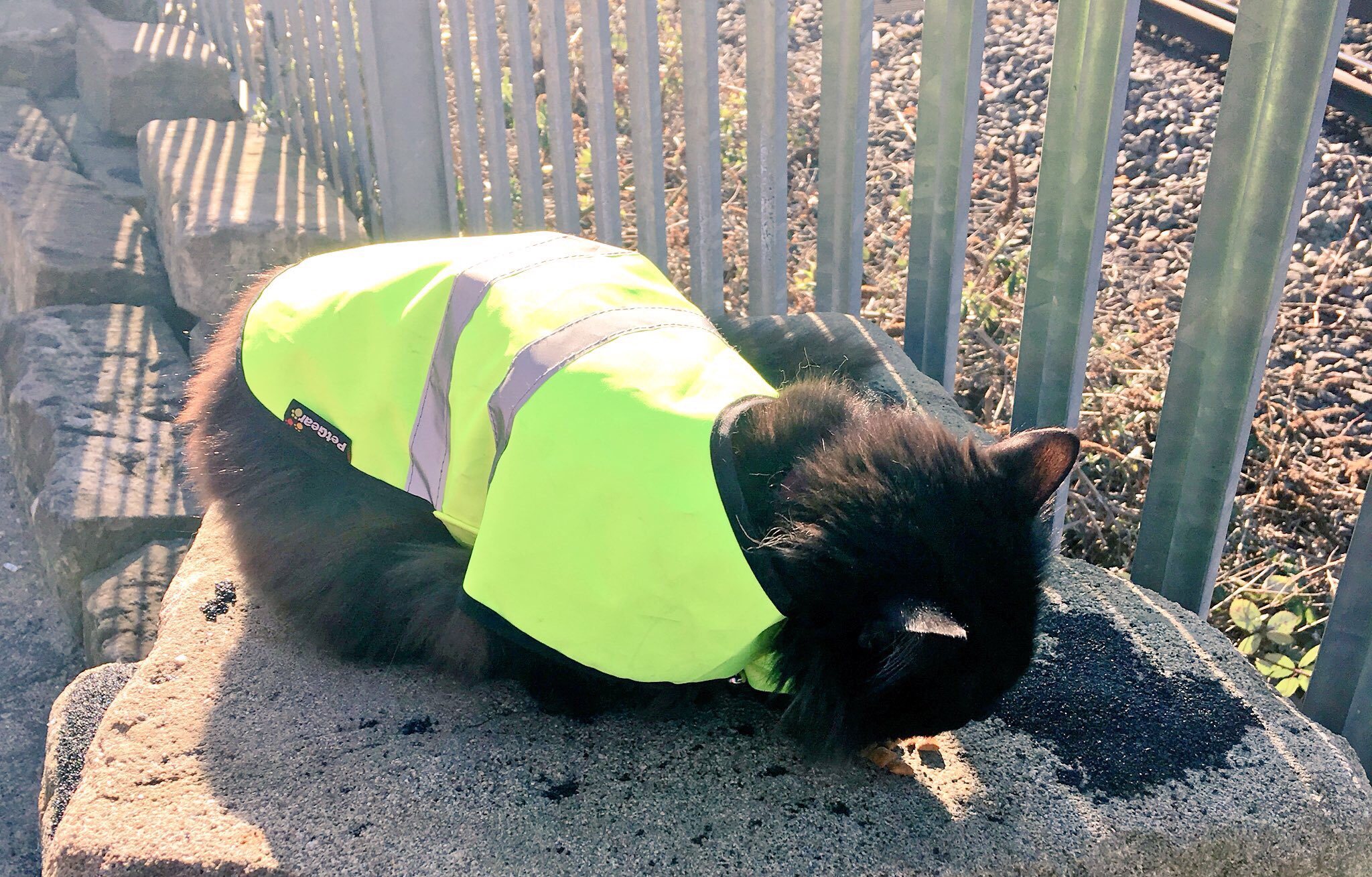 ALEXANDER WOLFE on X At the RoundhouseLDN there is a cat called Bella. When there s a load in or a soundcheck she wears a hi vis jacket house rules. I thought you should know