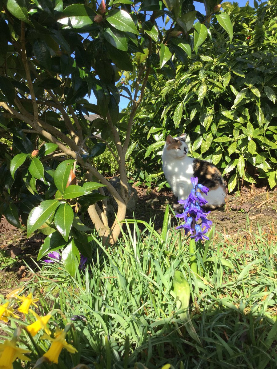 anny_manny1's tweet photo. @newslineweather @barrabest @angie_weather @WeatherCee @geoff_maskell Spring has Sprung https://t.co/fnTHnZ8gvJ