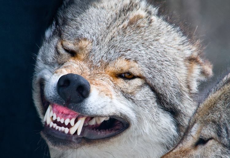 HourlyWolves presents: