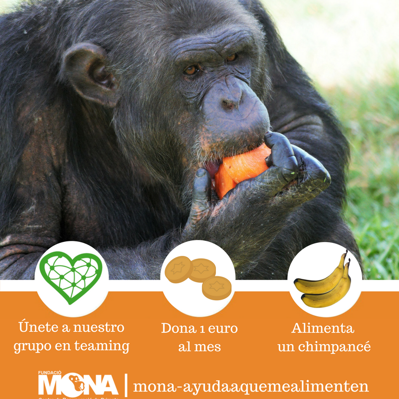 FundacioMona's tweet photo. Γnete a nuestro grupo en teaming π y ayΓΊdanos a ofrecer una dieta rica, sana y equilibrada a nuestros chimpancΓ©s rescatados. Β‘Por tan sΓ³lo 1 euro al mes!
β‘οΈhttps://t.co/fW7iMex53h #teaming #helpMona https://t.co/O5VP3RfumT