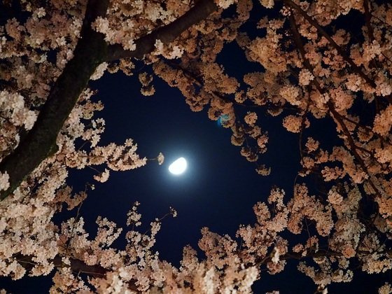 しばらくは花の上なる月夜かな 俳句の季語や意味 表現技法 鑑賞文 作者など徹底解説 俳句の教科書 俳句の作り方 有名俳句の解説サイト