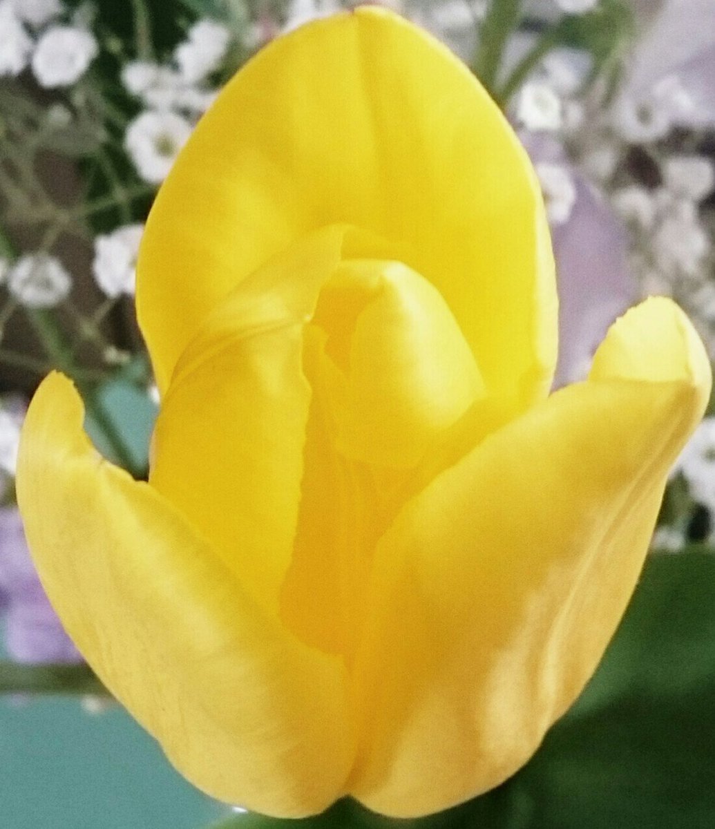 Ilove0829's tweet photo. #チューリップ 🌷 #Tulip
#黄色 #Yellow
#春の訪れ
#thecomingofspring https://t.co/fqrt8r3Fgf