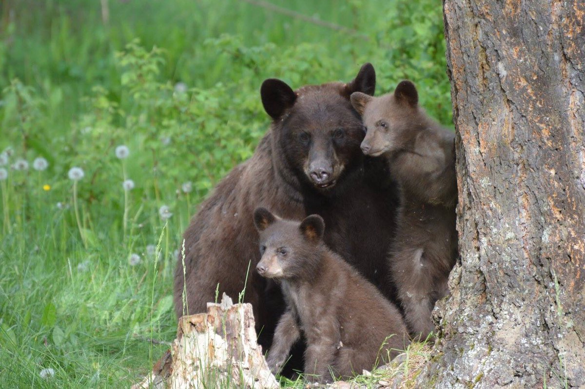 ourcabinlife's tweet photo. @patmarsh @ErikaNorth a few of the bears I’ve seen. These are all in my garden https://t.co/yP84pKn5jS