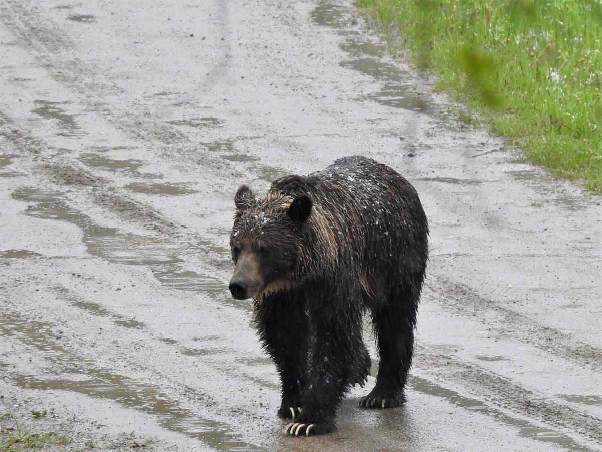 ourcabinlife's tweet photo. @patmarsh @ErikaNorth a few of the bears I’ve seen. These are all in my garden https://t.co/yP84pKn5jS