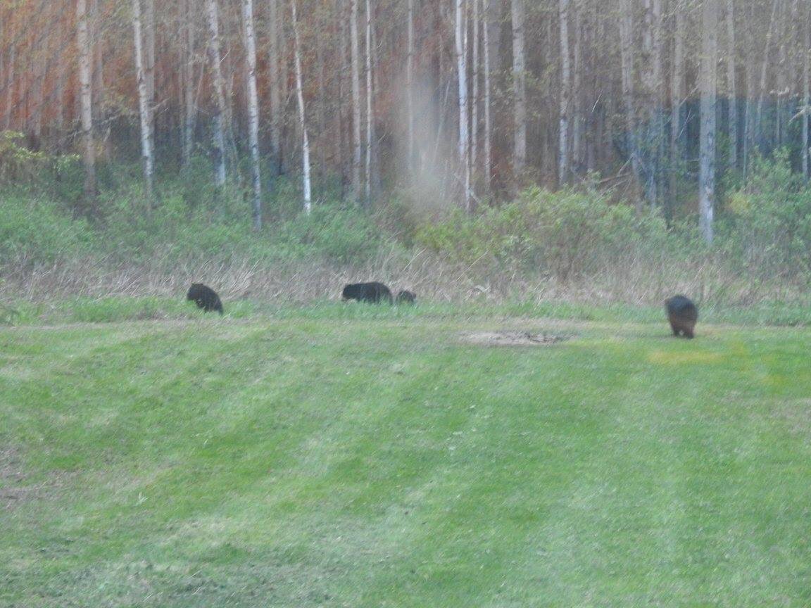 ourcabinlife's tweet photo. @patmarsh @ErikaNorth a few of the bears I’ve seen. These are all in my garden https://t.co/yP84pKn5jS