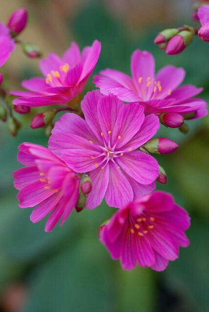 Rivin84452214's tweet photo. I hope everyone is having a wonderful Spring Day and enjoying the Flowers & Be well 🌸❤
#firstdayofspring2018
#beautiful https://t.co/tX5pJscaFj