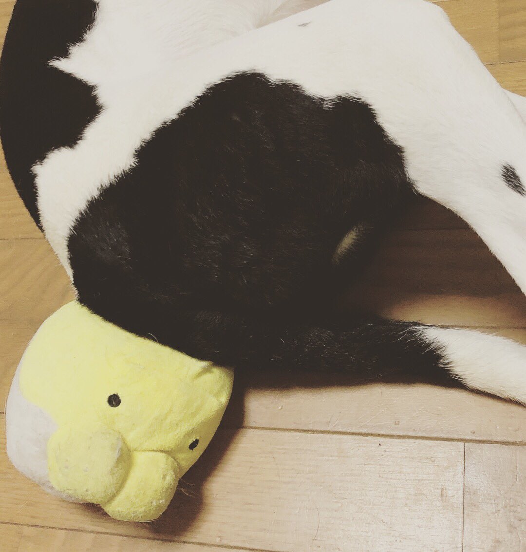 野良茶 tweet media