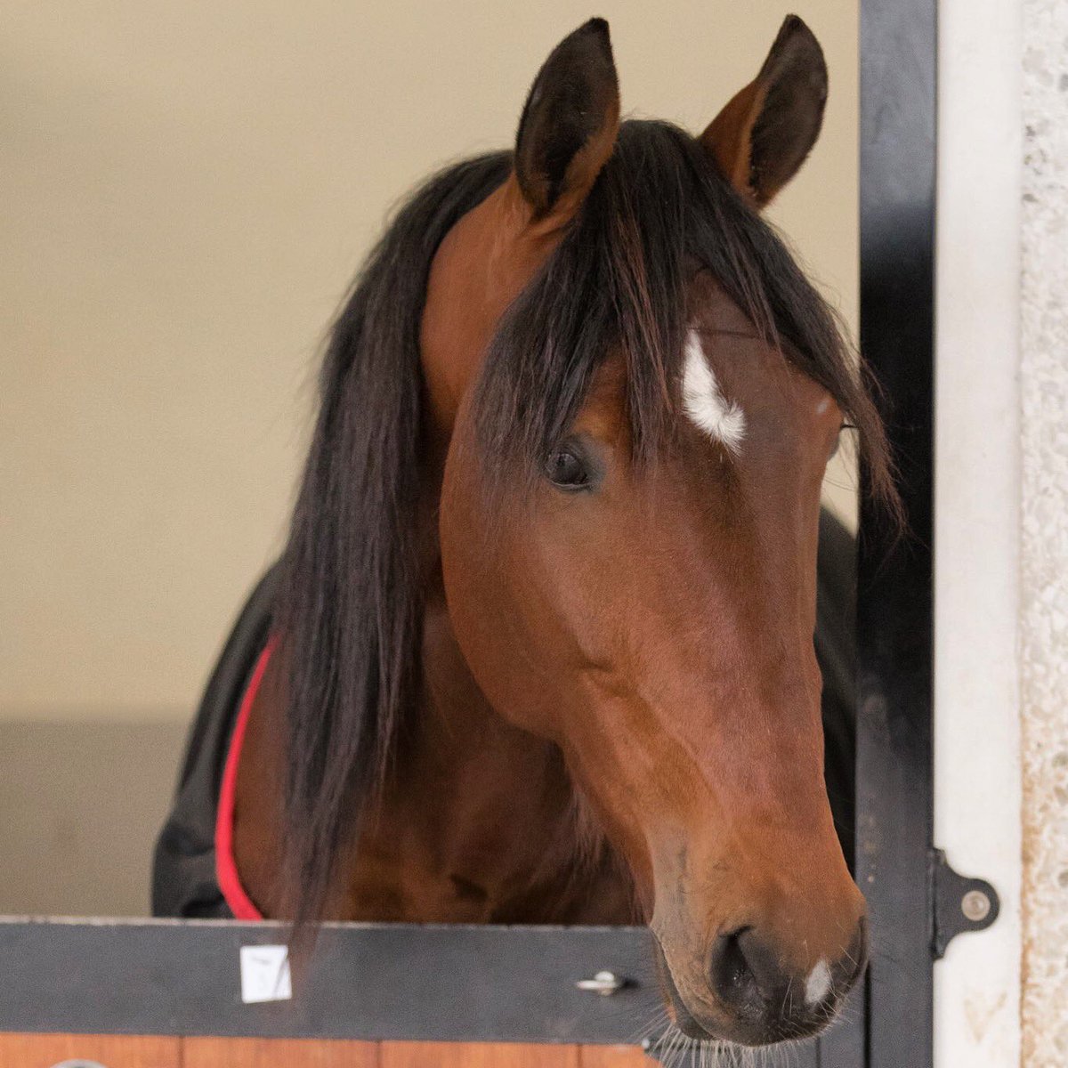 MarcusEriksson9's tweet photo. Första starten för New Cash på åtta månader med nya tränaren @UntersteinerJ. Hoppas han är lika bra som han är snygg. Ikväll smäller det 👑🌟🐎 #NewCash #ReadyCash https://t.co/6XRTl1Nw1U