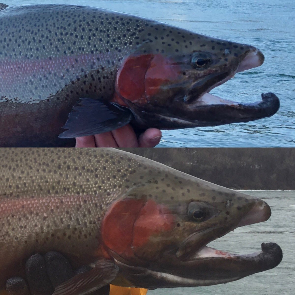 Same fish? Looks like it . We first landed this Niagara River Steelhead on February 20 2018 and then again on March 24 2018. Proof again that proper fish handling is so important. Catch and release works! #CatchandRelease