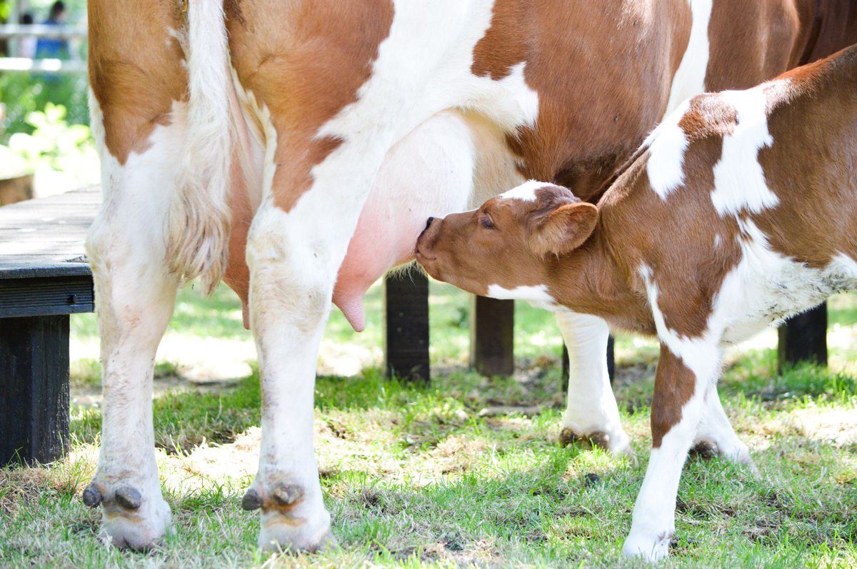 Echt innoveren vergt lef! De jonge melkveehouders van Nieuwe Generatie Jongvee maken hun bedrijven toekomstbestendig. Daar hoort ook verbinding met de burger bij. middenindelfland.net/2018/03/05/208…