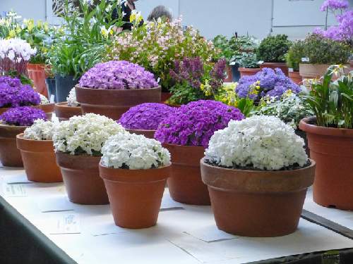 We've not one but two plant shows this Saturday! First up is Cleveland at the Ian Ramsey C.E. Academy (11am - 3.30pm). Nurseries attending: Pottertons Edrom Ryal Harperley More info: bit.ly/cleveland-ags #plants #plantshow #flowers