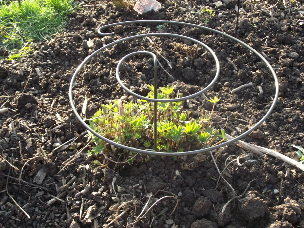 UkSupports's tweet photo. Top of the list in Which Gardening is our versatile Twist Easy, great news to help us celebrate our 10th Anniversary. #CelebrateMonday #plantsupports #gardeners #gardening #gardentips #britishsteel #twisteasy #lupins https://t.co/iJ0aUrpDbc