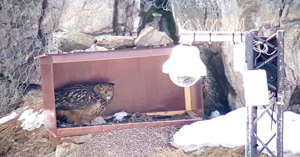 Falu Gruva tweet media