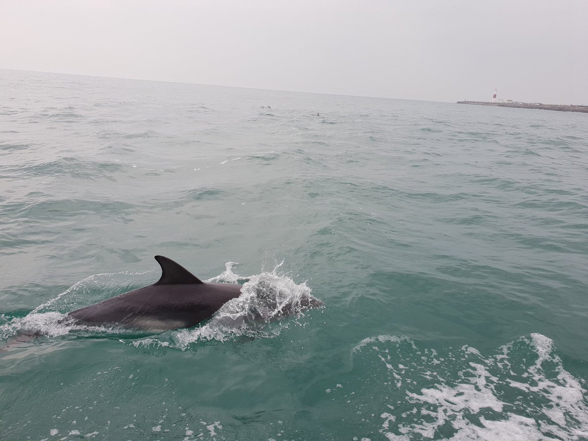 OxScubaDiveClub's tweet photo. We've moved... well actually our hard boat has: After decades of enjoyment in Weymouth, we decided to head for Plymouth in search of adventure, new dive sites and better viz. Come and join us this year! #diving @BSACdivers https://t.co/8kgT7829PA