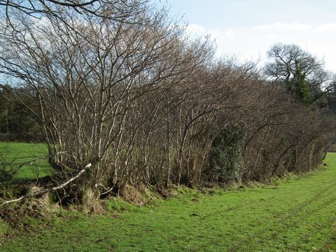In the Blackdown Hills looking at some satisfying hedging work completed last year by a farmer in one of our schemes @BlackdownsAONB Don't forget the deadline for hedgerow and boundary grant applications is 30 April 2018 @NFUSouthWest <a href="/CLASouthWest/">CLA South West</a> <a href="/FWAGSouthWest/">FWAG SouthWest</a> #hedges