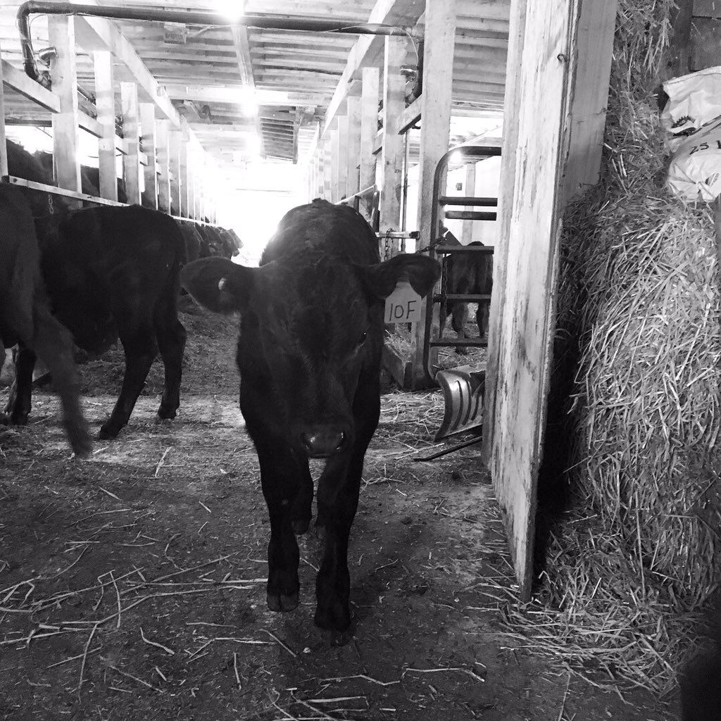 The morning greeting committee 🐮#BEEF #canadianbeef #FarmLife #salers #AgMoreThanEver @AgMoreThanEver