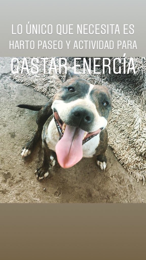 inkananimal's tweet photo. MILA 🐶#EnAdopción 
La hermosa y deliciosa Mila tiene alrededor de 5-6 años, está esterilizada y vacunada. Su tamaño es pequeño/mediano y puedo vivir en casa o departamento. Ella es un #INKANto
Si te interesa adoptarla contáctanos!
Y si no ayúdanos a difundir! 🐾
#AdoptaNoCompres https://t.co/hWrNaY3Rrc