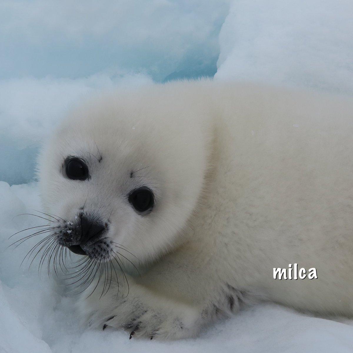 Milca アザラシの赤ちゃんは表情豊か どんな格好しても可愛い このもふもふの白い毛は生後2週間だけです 3 4 18 カナダ ケベック州 マドレーヌ島 アザラシ タテゴトアザラシ Canada Madeleine Harpseal Seal T Co Th8s7vvywr