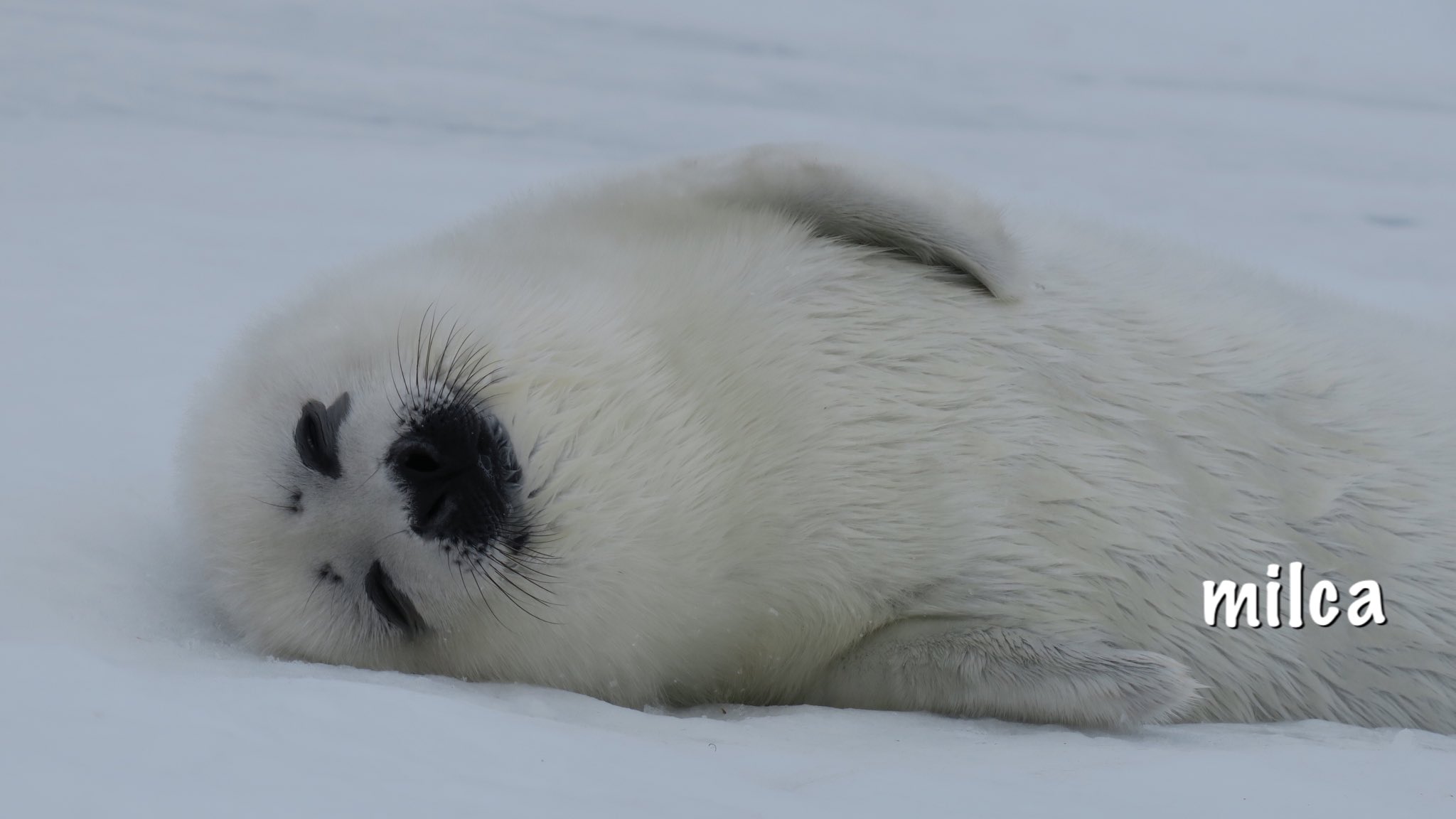 Milca アザラシの赤ちゃんは表情豊か どんな格好しても可愛い このもふもふの白い毛は生後2週間だけです 3 4 18 カナダ ケベック州 マドレーヌ島 アザラシ タテゴトアザラシ Canada Madeleine Harpseal Seal T Co Th8s7vvywr