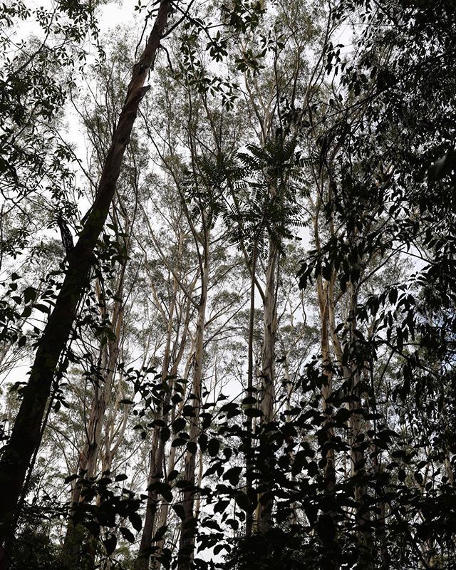 clive_byrne_'s tweet photo. The forest
(Cumberland State Forest)
.
.
.
.
.
#forest
#tree_captures
#tree_magic
#ic_trees
#tree_brilliance
#pocket_trees
#ig_shotz_trees
#ww_nature_trees
#lonely_tree_love
#exclusive_trees
#bd_trees
#sydney
#ilovesydney
#sydneylocal
#seesydney
#snapsyd… https://t.co/9SUhxo90nP https://t.co/yH7hRVSNlB