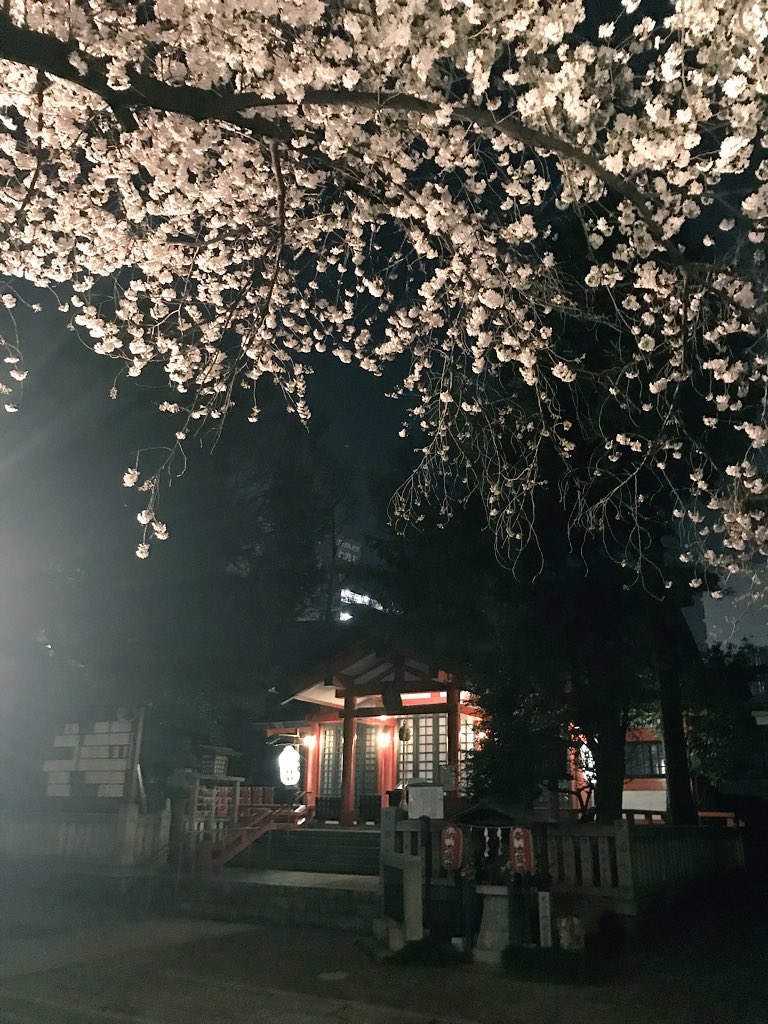 age_saku's tweet photo. 近所の神社にて🌸 https://t.co/kI5rLXZvBo