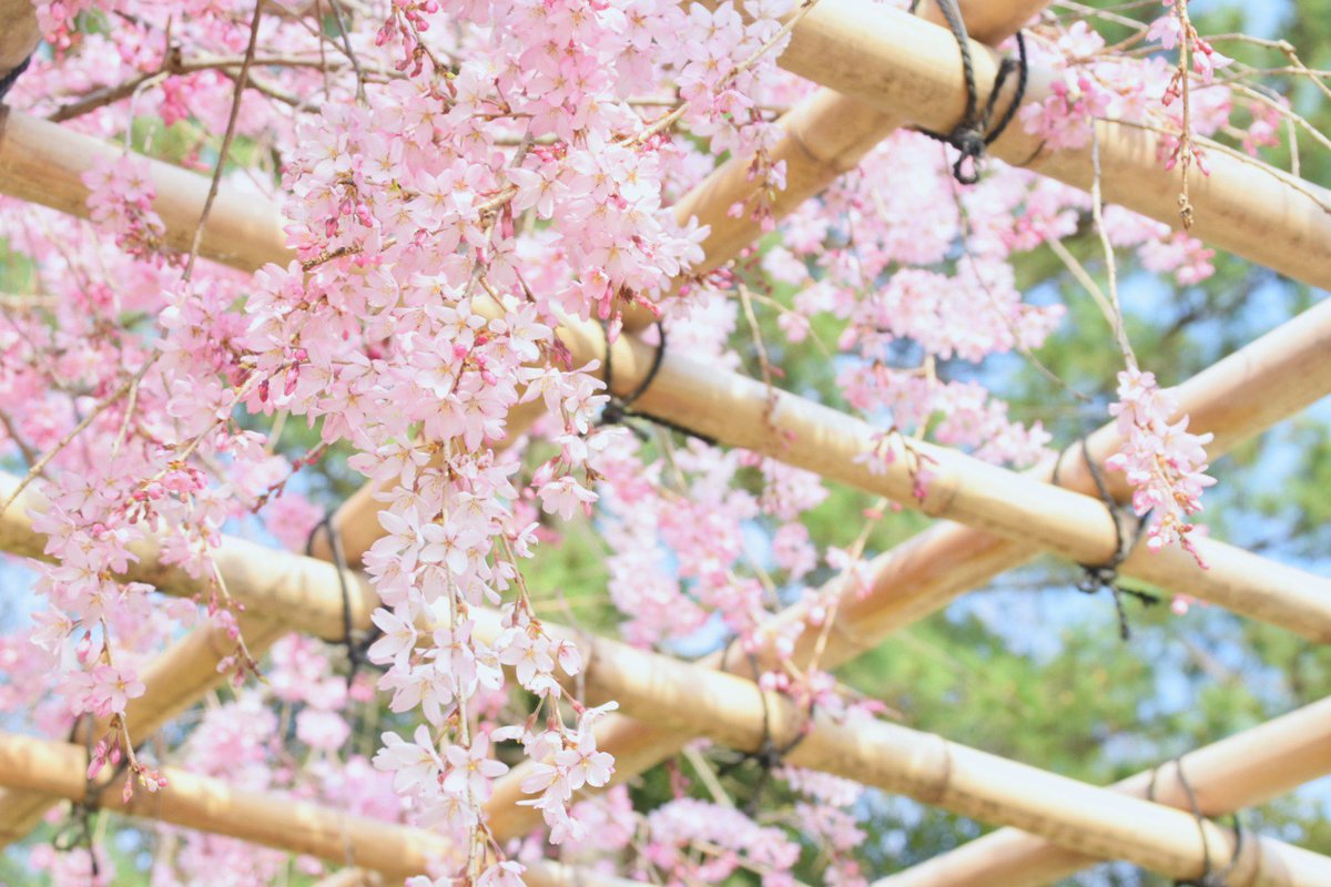 N_simKK's tweet photo. 賀茂川の桜と上賀茂神社の桜撮ってきました☺️🌸
どちらも四分咲きぐらいだったかなぁ...京都いる間に東京は満開になったらしいからまだ行けてないけど、帰ったら東京でも行きたい📷✨
#ファインダー越しの私の世界 
#写真好きな人と繋がりたい 
#写真撮って��人と繋がりたい 
#桜
#京都 https://t.co/iBwzXzts2S