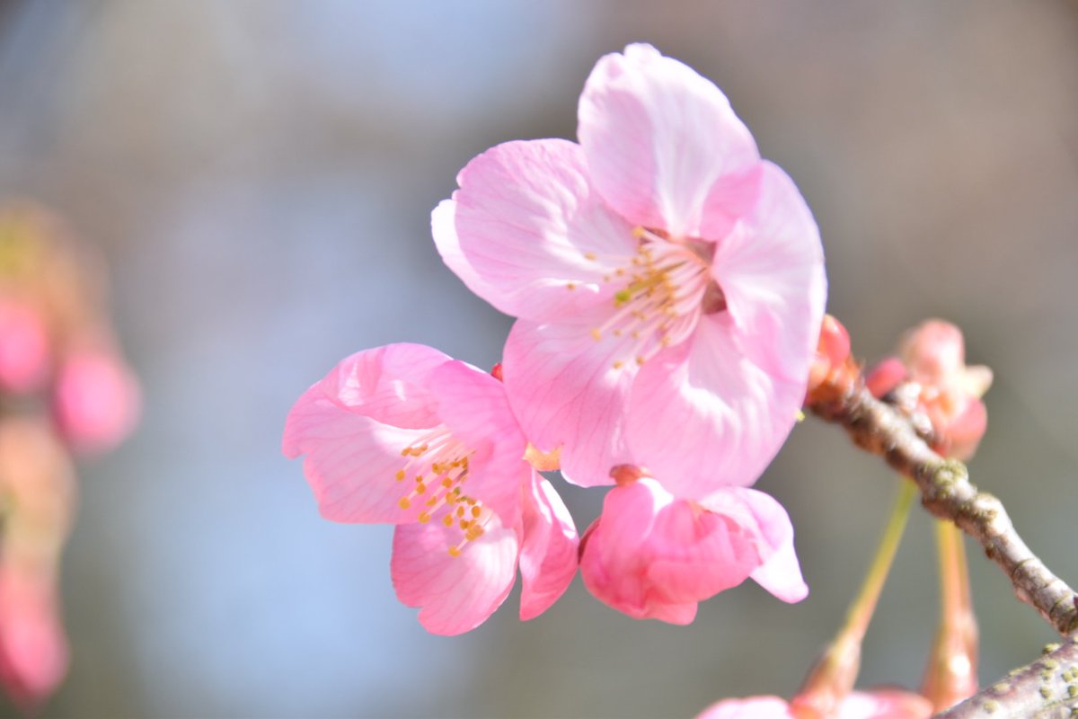 N_simKK's tweet photo. 賀茂川の桜と上賀茂神社の桜撮ってきました☺️🌸
どちらも四分咲きぐらいだったかなぁ...京都いる間に東京は満開になったらしいからまだ行けてないけど、帰ったら東京でも行きたい📷✨
#ファインダー越しの私の世界 
#写真好きな人と繋がりたい 
#写真撮って��人と繋がりたい 
#桜
#京都 https://t.co/iBwzXzts2S