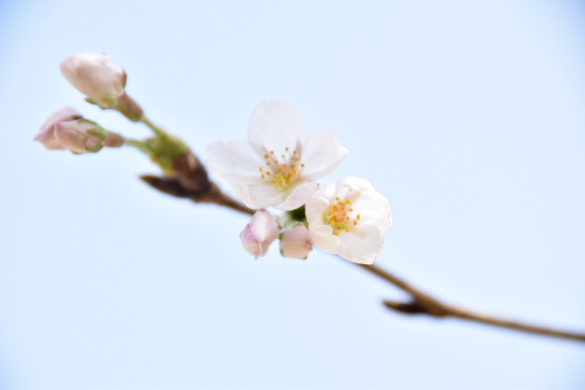 N_simKK's tweet photo. 賀茂川の桜と上賀茂神社の桜撮ってきました☺️🌸
どちらも四分咲きぐらいだったかなぁ...京都いる間に東京は満開になったらしいからまだ行けてないけど、帰ったら東京でも行きたい📷✨
#ファインダー越しの私の世界 
#写真好きな人と繋がりたい 
#写真撮って��人と繋がりたい 
#桜
#京都 https://t.co/iBwzXzts2S