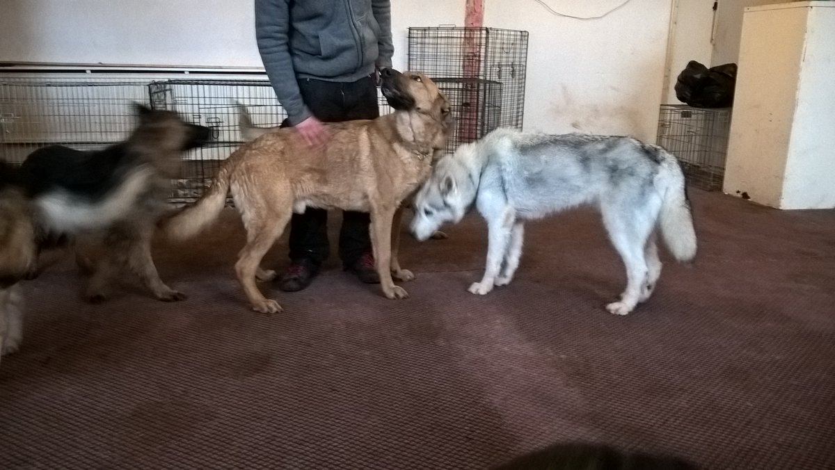 Timos_Bar's tweet image. Barlaston Golf Club set to shut down dog rescue &amp;amp; pub over car parking spaces - help and support urgently needed :-(