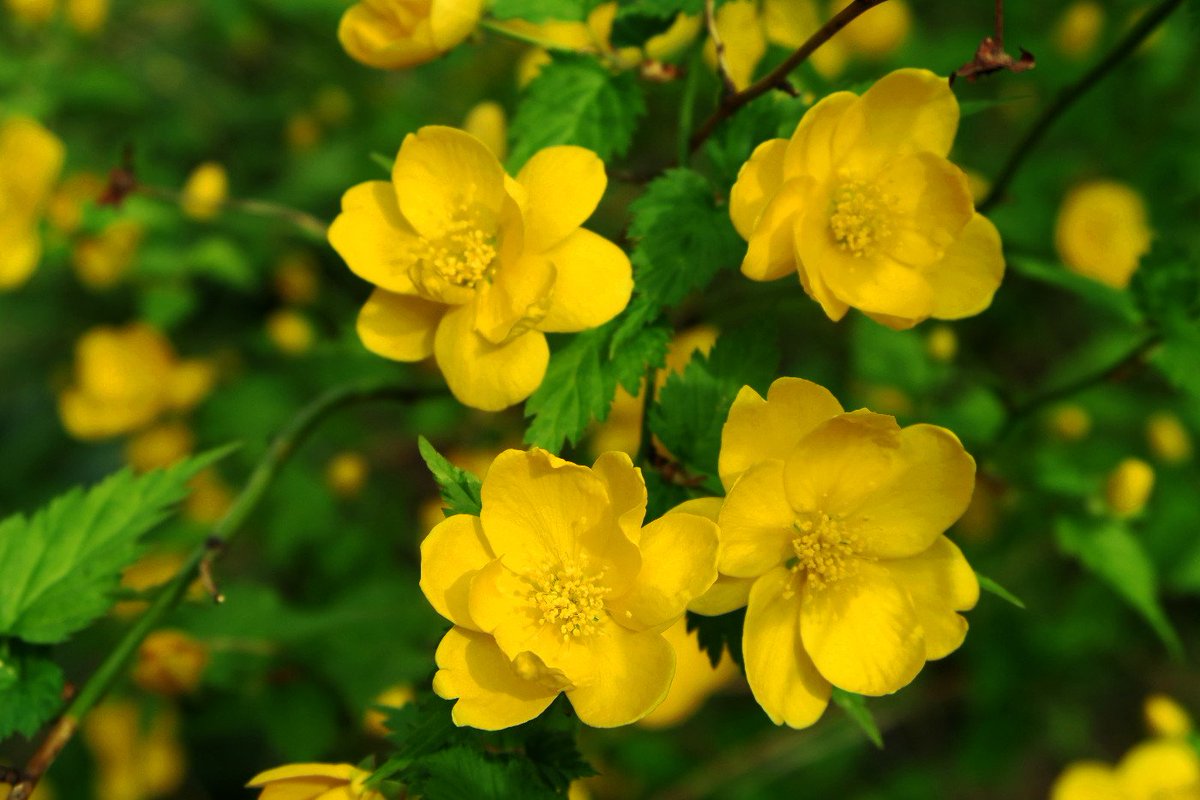 旧古河庭園 בטוויטר 鮮やかな黄色がまぶしい 山吹 山吹色は日本の伝統色のひとつで この花の色が黄金に似ていることから 黄金 こがね 色 とも呼ばれているそう 黄金の花 見に来ませんか 旧古河庭園 ヤマブキ