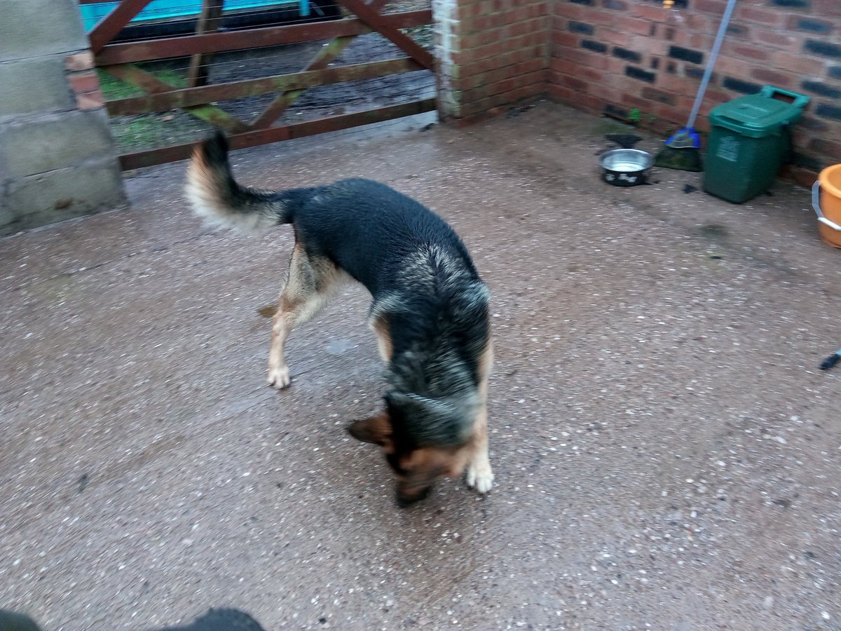 Timos_Bar's tweet image. Barlaston Golf Club set to shut down dog rescue &amp;amp; pub over car parking spaces - help and support urgently needed :-(