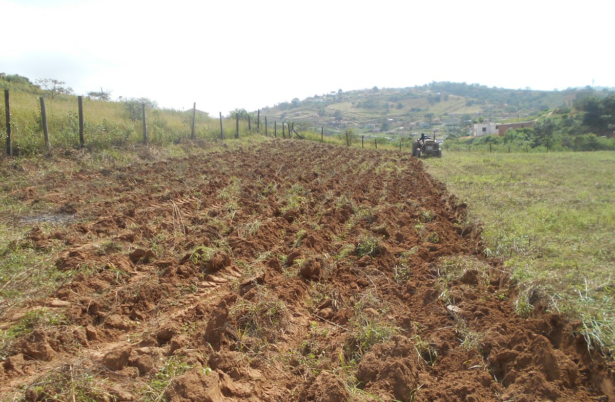 ftfa's tweet photo. Land preparation for winter crops is underway at the majority of eThekwini sites. All summer crops have been harvested and sold to local community members, school nutrition programs, etc. Farmers expressed gratitude for assistance with this. #WhatDevelopmentLooksLike #eThekwini https://t.co/sddcbOO7ZV