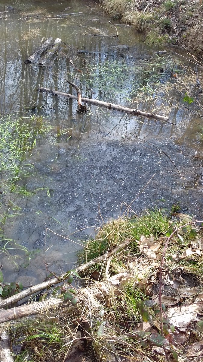 steven_lofting's tweet image. Pond teaming with frogs and spawn (no toads yet) at #KestonCommon #PadmallWood spring is here. @KentRAG @iGiGL