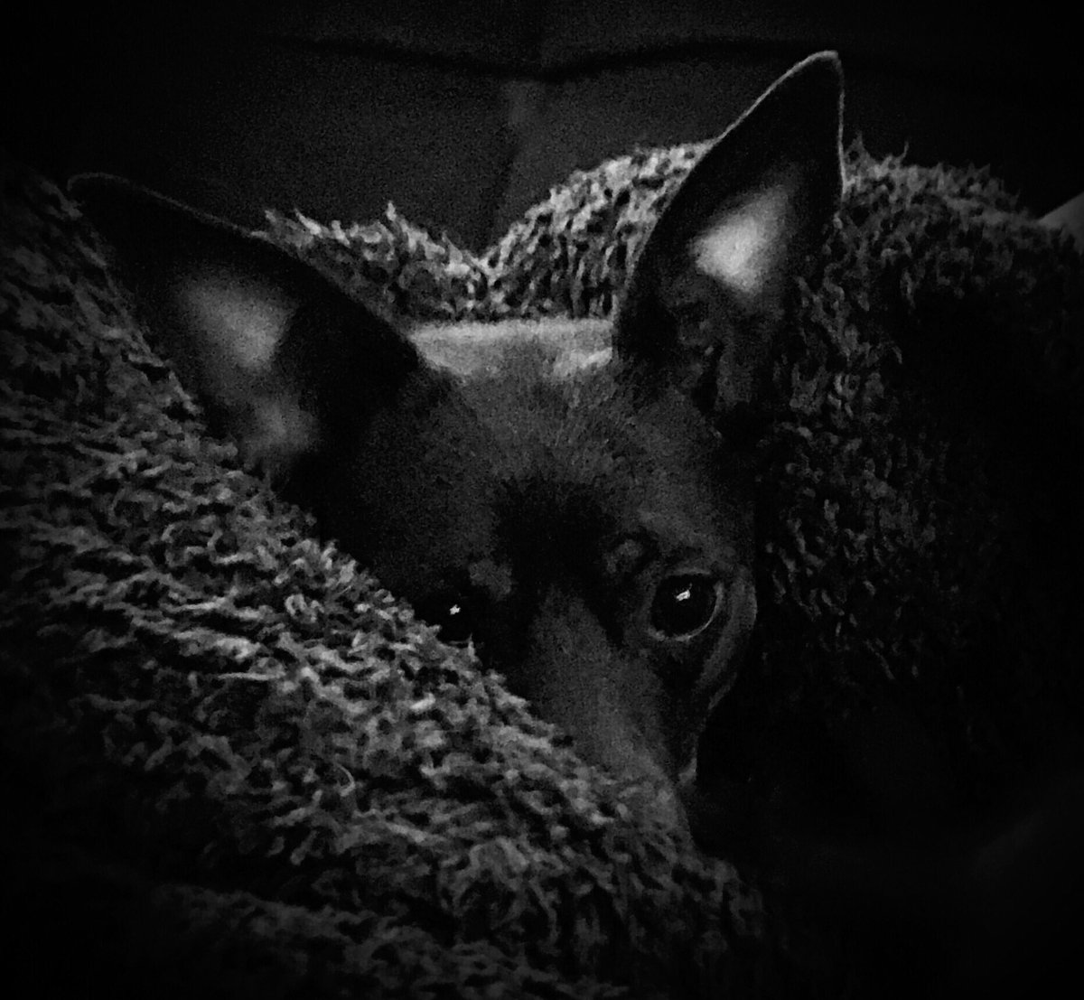 sarahanunn's tweet photo. 3:33 a.m.
Alouette.
Guard dog guarding HER warm spot in the bed that used to be MY warm spot in the bed. 🤔
#BedHog #MondayMorning #Dogsomnia #hooligan #dogsoftwitter #doglife #rescuedog #chihuahua https://t.co/LHroLcOgMf