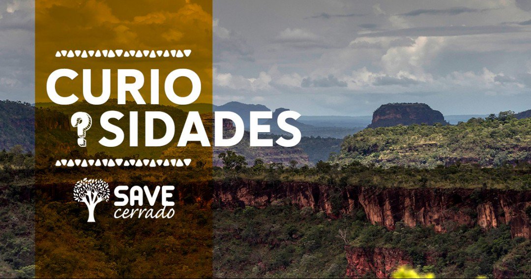 SaveCerrado's tweet photo. O Cerrado ocupa 1/4 do território nacional e está concentrado nos estados de Mi... https://t.co/iiieyKh6rZ https://t.co/ryZgj2Hywh