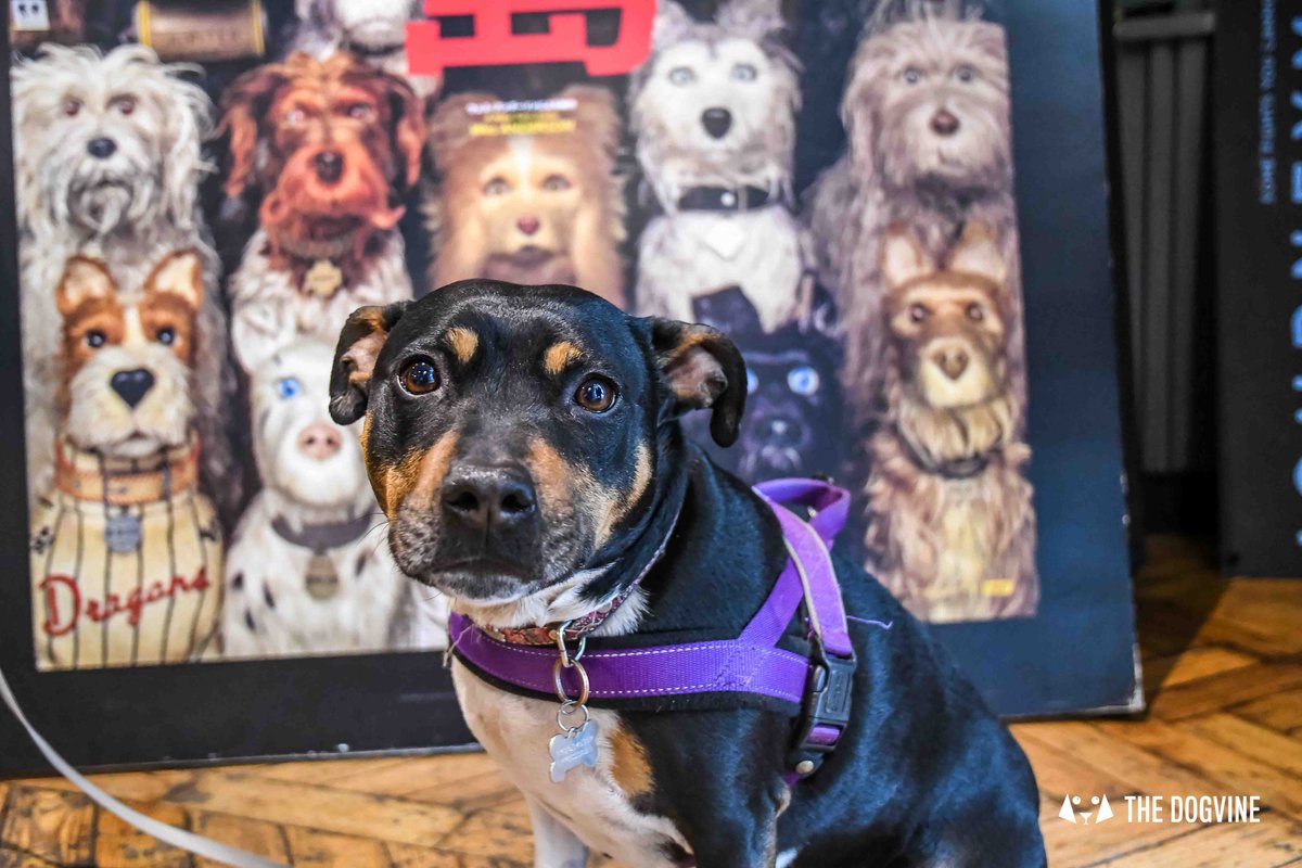TheDogvine's tweet photo. 🐶📷 Pics from the fab #dogfriendlyscreening of #IsleOfDogs at @ClaphamPH are now up over on FB ➡️ https://t.co/2hgM7DjOAd #dogfriendly #doggycinema #IsleOfDogs #londondogs https://t.co/nJ6a8w33s9