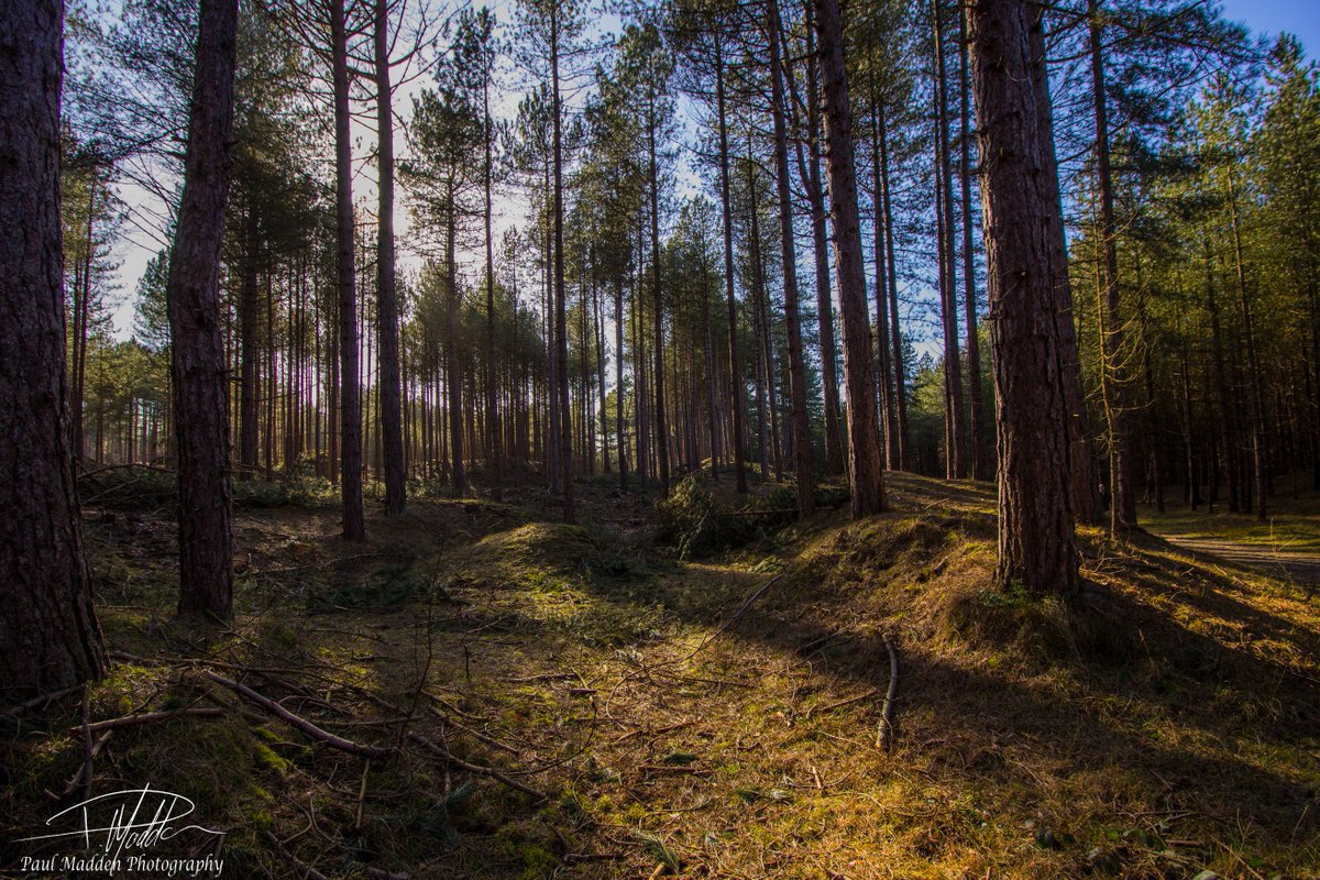 On the way to Southport yesterday, had a wander through a very Mediterranean looking Formby Pinewoods.