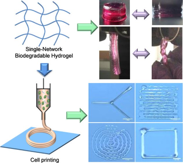 ACS_AMI's tweet photo. Developing a visible-light cross-linked, single-network, biodegradable hydrogel with high elasticity and flexibility for cell printing https://t.co/KgZbO3QFBr #tissueregeneration #cellprinting #ACSEditorsChoice #OA https://t.co/Pmy91cGyJL