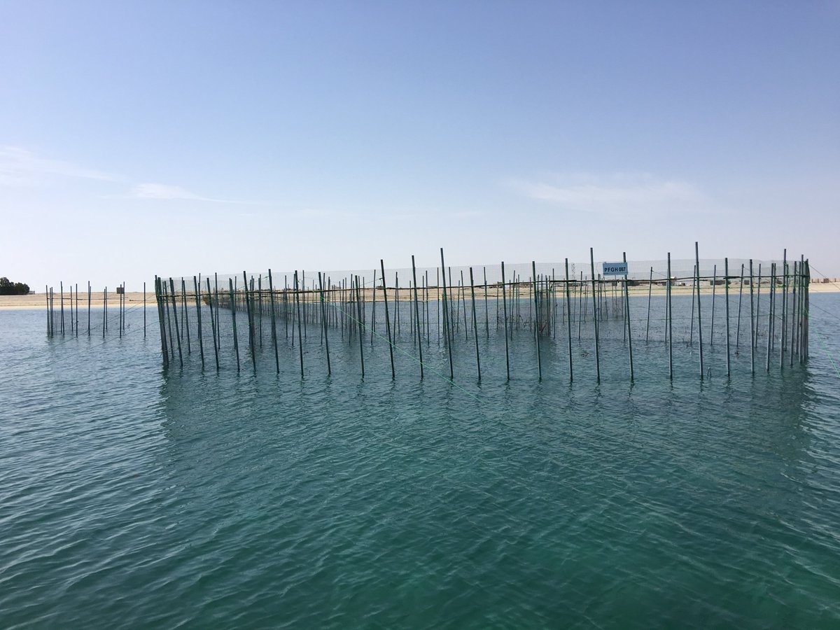 EADTweets's tweet photo. Al Hadhra season will start from the beginning of April until the end of September 2018. #Hadhra owners must use our fisheries sustainably by adhering to #EAD rules and regulations.
For more information, call 800555. https://t.co/wiBI6ydgFs