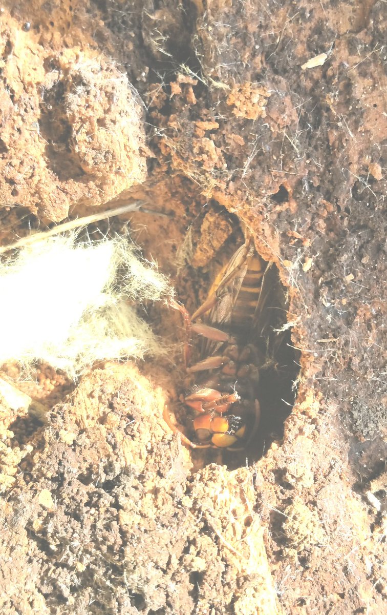 jasonrambo's tweet photo. @BBCSpringwatch hi. I have found what i think is a queen hornet in a big log of wood i was cutting and about 1 month i put her in a box with insulation and in a shed but what do i do next and when do i let her out.its 2 inches long. Thanks from jason https://t.co/cvelZzCEZU