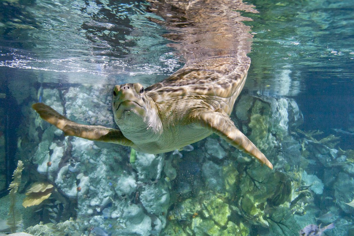 shedd_aquarium's tweet photo. No time for a beach vacation this #springbreak? Take a #TropicalTimeOut at Shedd! With vibrant habitats like Caribbean Reef and Wild Reef, you'll be feeling closer to the equator in no time. https://t.co/vUziYkVrEz