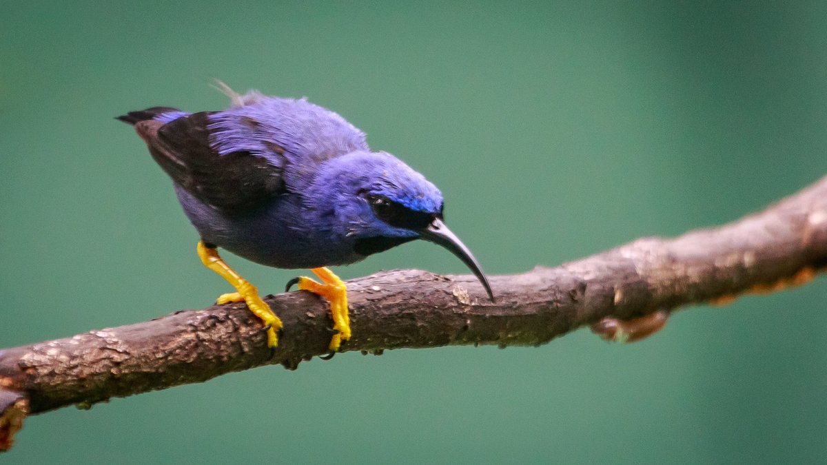 JWurcher's tweet photo. Purple Honeycreeper (m) | global https://t.co/HlniYdY09h |
#purple #honeycreeper #trinidad #caribbean #portofspain #birding #birdwatching #globalbirder https://t.co/jcdtG5Ua7k